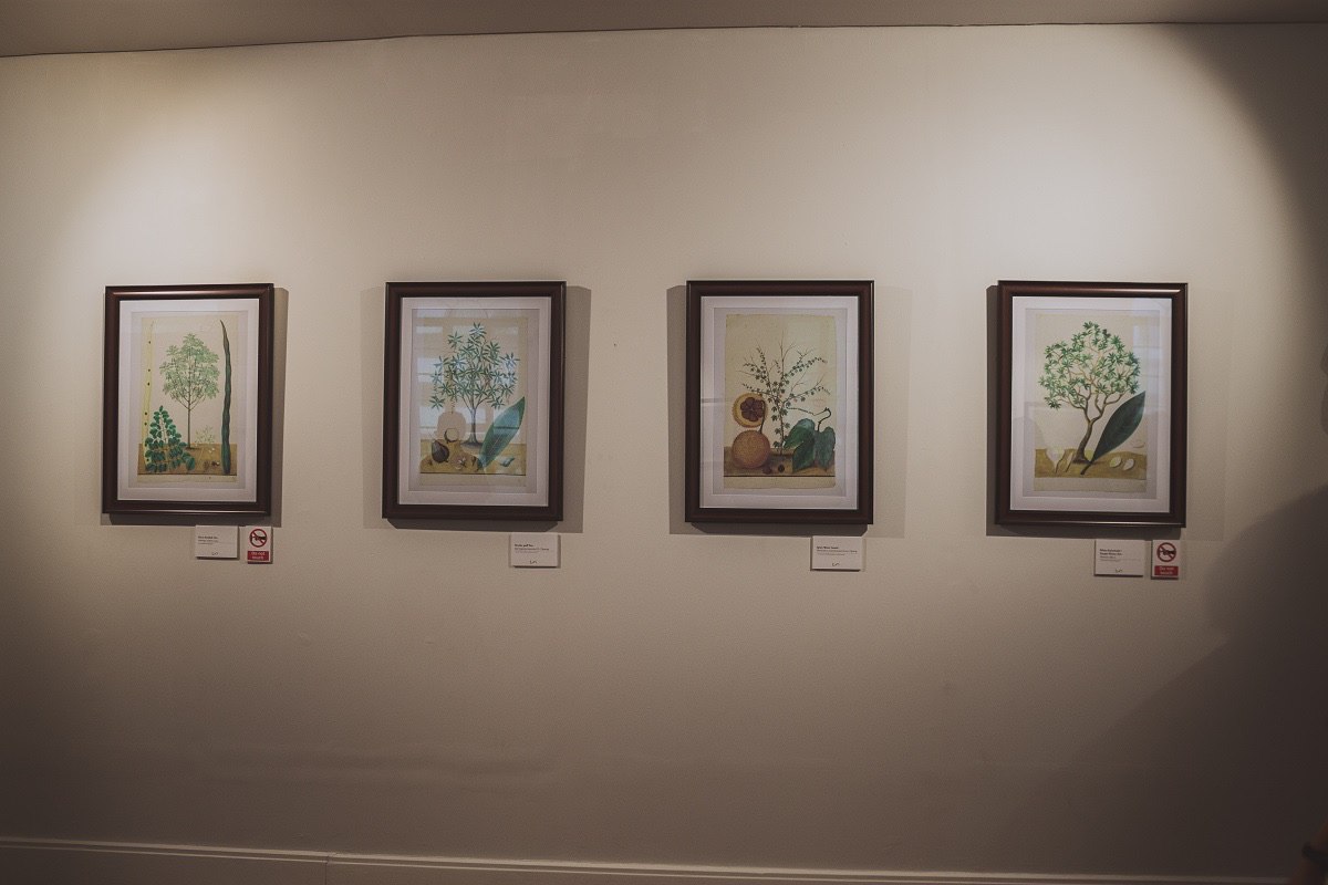 Sample leaves on display