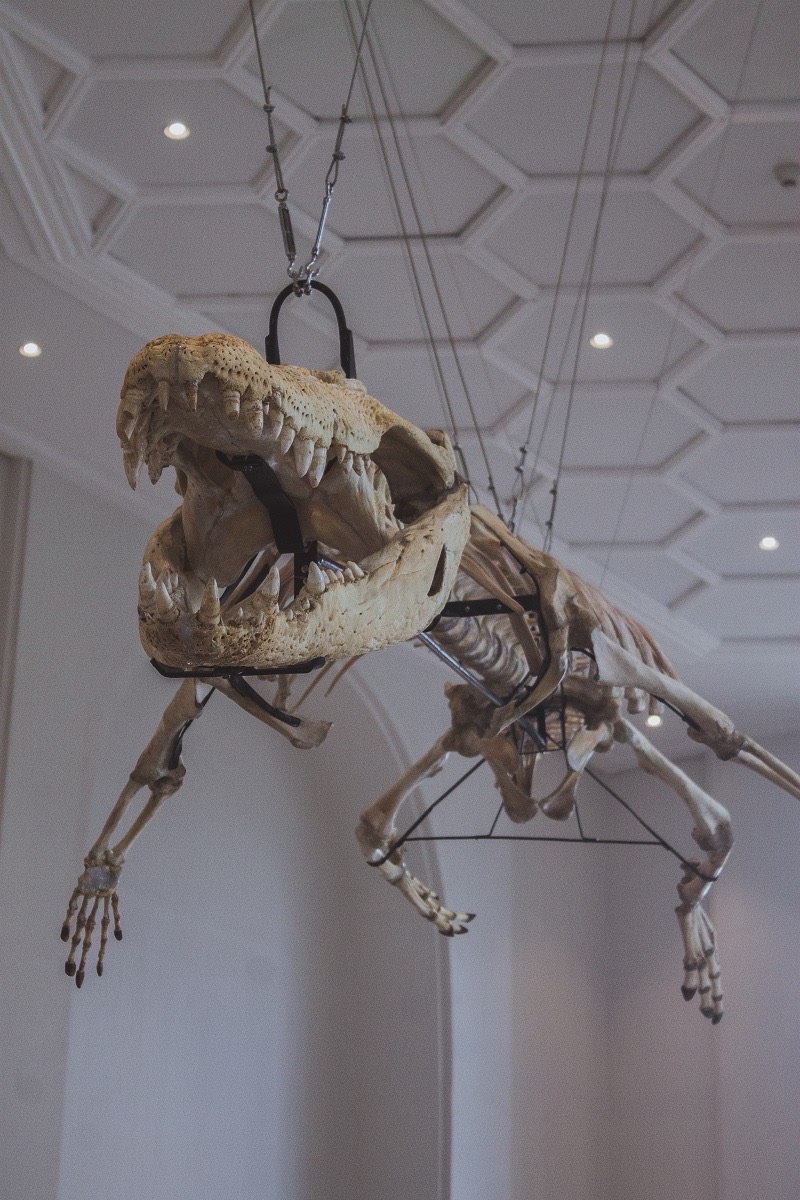 Crocodile skeleton